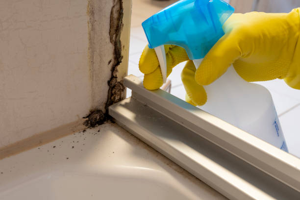 Trusted Farmer City, IL Mold Removal Experts