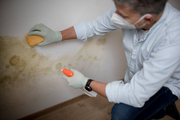 Best Local Mold Removal Service  in Farmer City, IL