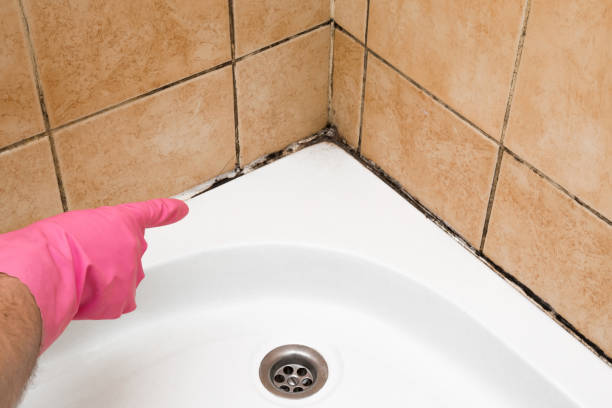 Best Toxic Mold Removal  in Farmer City, IL